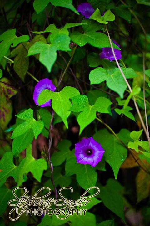 Flowers-on-Deck-September-26,-2009-5352