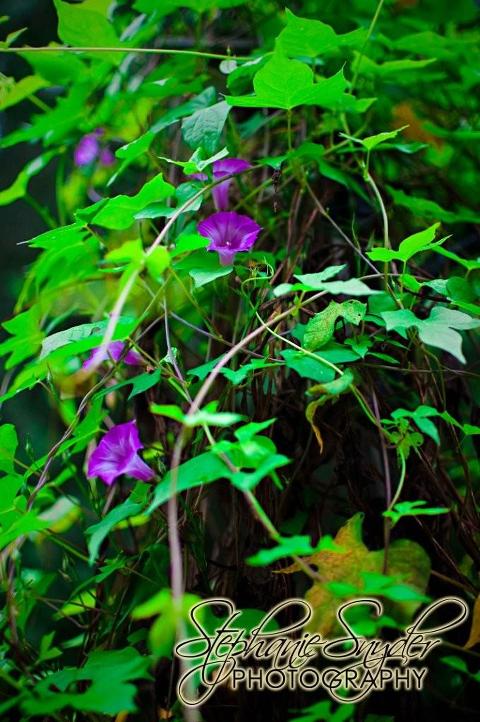 Flowers-on-Deck-September-26,-2009-5362