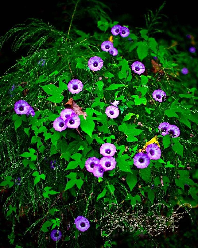 Flowers-on-Deck-September-26,-2009-5363