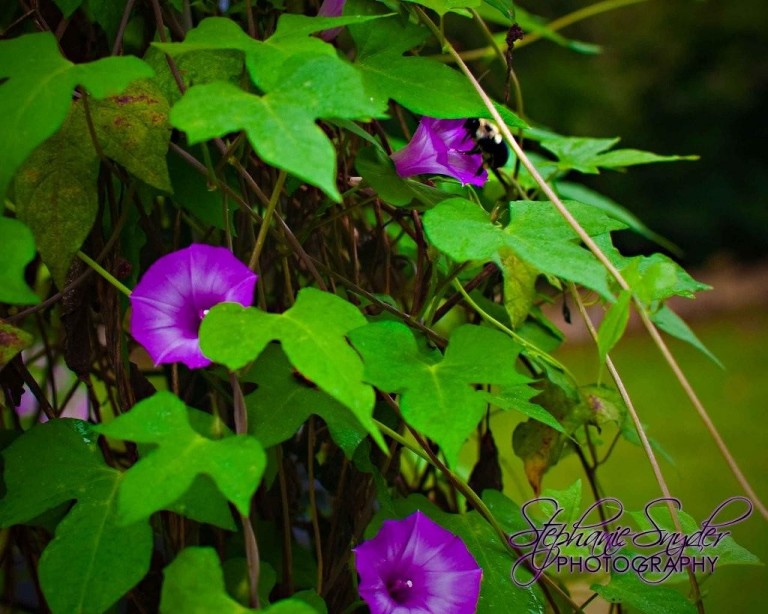 Flowers-on-Deck-September-26,-2009-5378