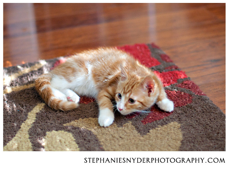 pet photography Columbia SC