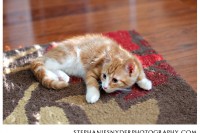 pet photography Columbia SC