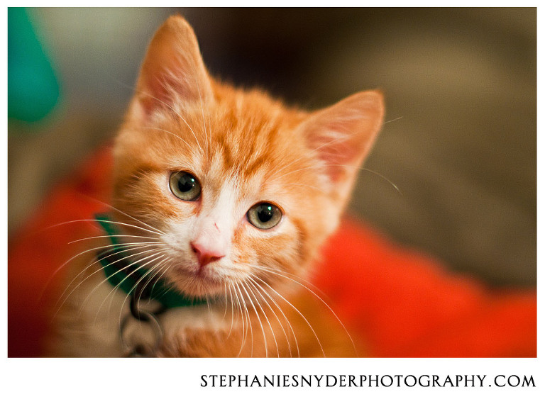 Columbia SC Pet Photography