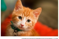 Columbia SC Pet Photography