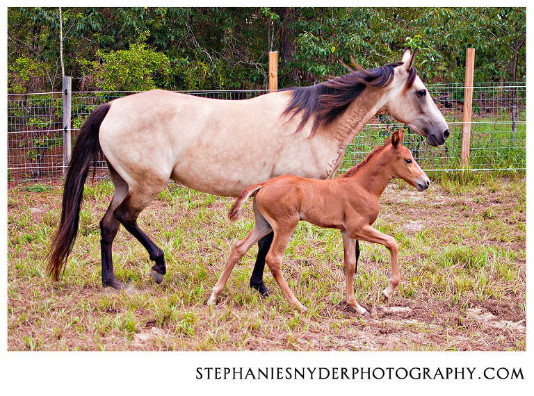 sc horse photography