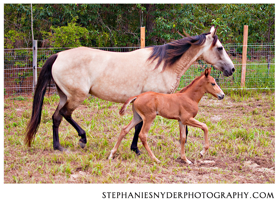 sc horse photography