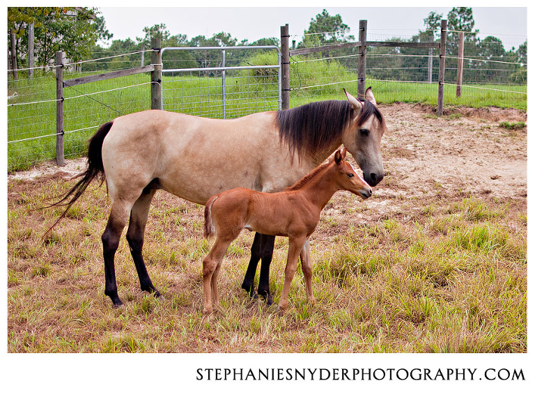 sc horse photographer