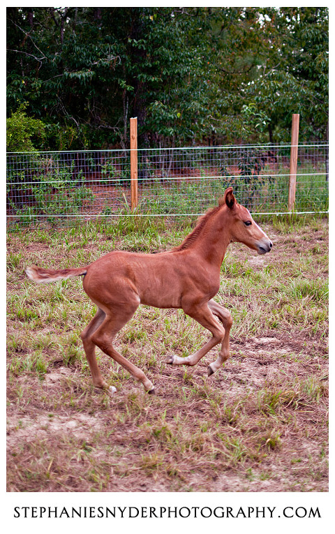 sc animal horse photographer
