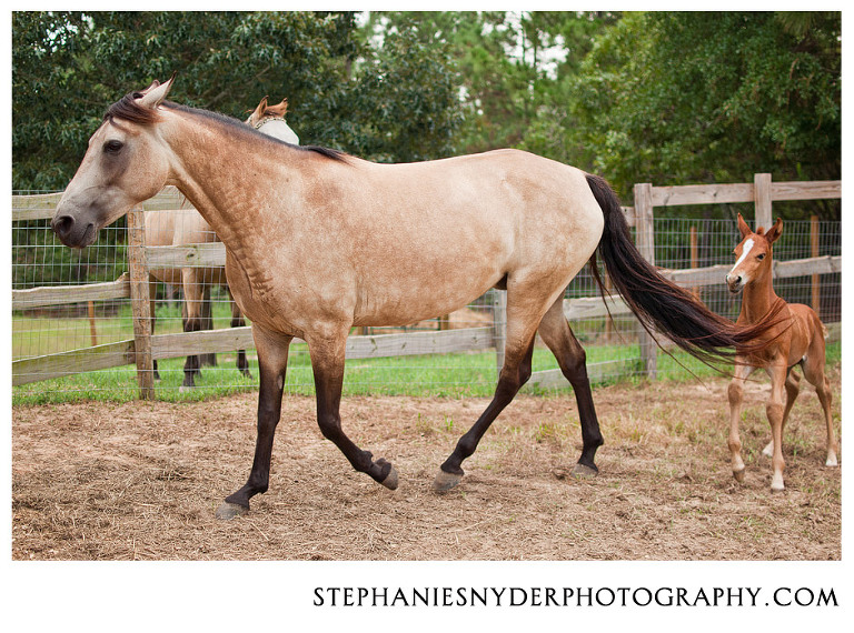 Terra - horse and mother Eva - sc horse photography