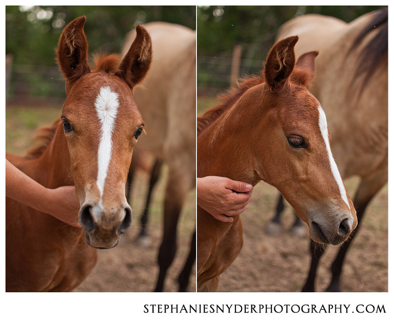 Columbia SC Animal Photographer
