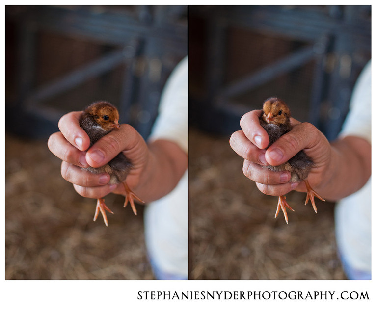 Lexington SC Baby Chickens for Sale