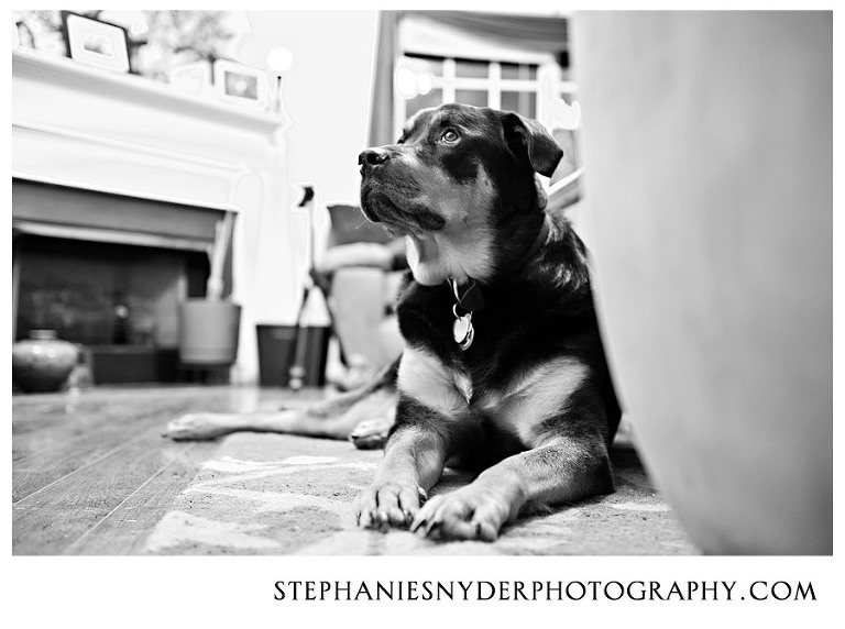 Columbia Pet Photographer - Dexter