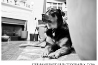 Columbia Pet Photographer - Dexter